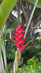 Heliconia caribaea
