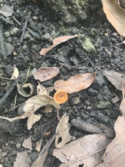 Heimiomyces tenuipes