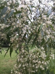 Blepharocalyx salicifolius