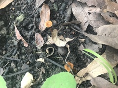 Heimiomyces tenuipes