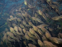 Lithobates heckscheri
