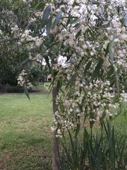 Blepharocalyx salicifolius