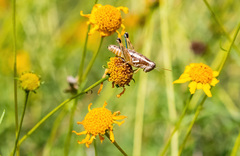 Paraidemona