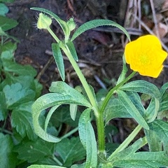 Ranunculus bulbosus