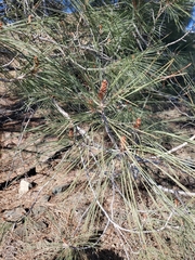 Pinus sabiniana