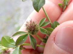 Trifolium glomeratum
