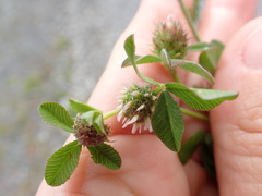Trifolium glomeratum