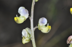 Monnina dictyocarpa