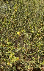 Pultenaea parviflora