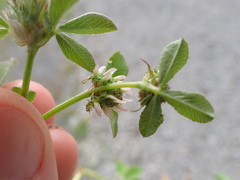 Trifolium glomeratum