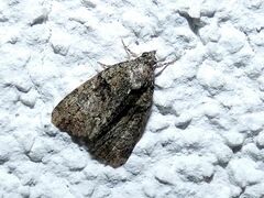 Cryphia fraudatricula