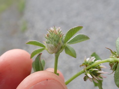 Trifolium glomeratum
