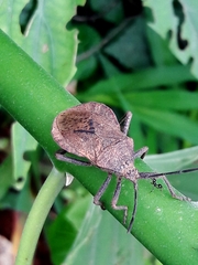 Spartocera