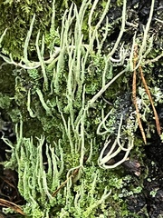Cladonia subulata