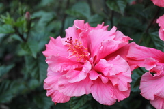 Hibiscus
