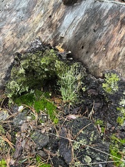 Cladonia subulata