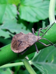 Spartocera