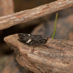 Tettigidea lateralis