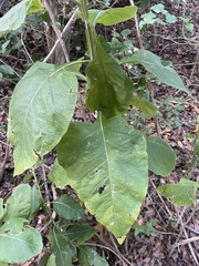 Verbesina virginica