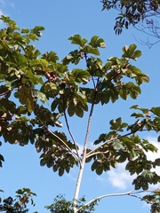 Cecropia obtusifolia
