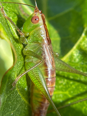 Conocephalus saltator