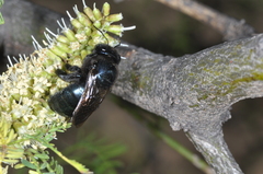Xylocopa splendidula
