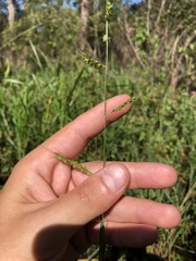 Echinochloa muricata