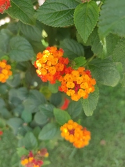 Lantana camara