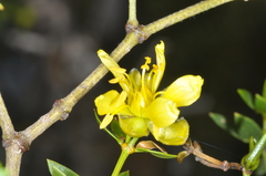 Larrea divaricata