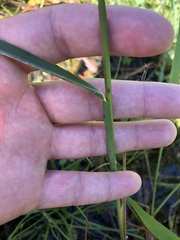 Echinochloa muricata