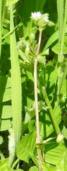 Stellaria media