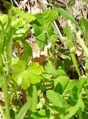 Medicago arabica