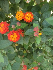 Lantana camara