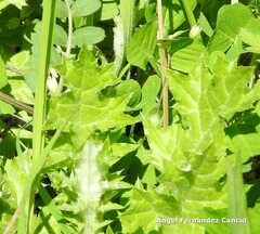 Carduus pycnocephalus