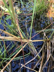 Echinochloa muricata