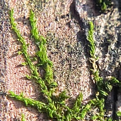 Homalothecium nuttallii