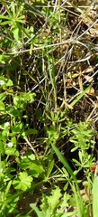 Galium aparine