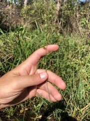 Echinochloa muricata