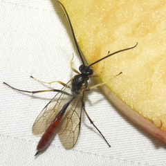 Dusona