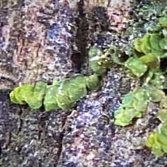 Radula complanata