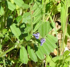 Vicia sativa