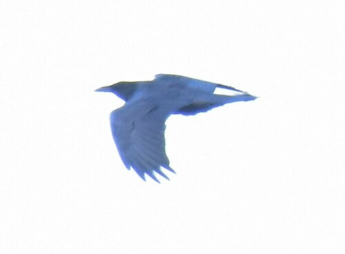 Common Raven photographed in New Hampshire