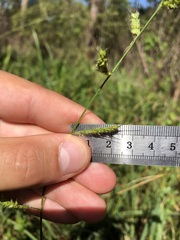 Echinochloa muricata