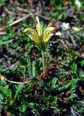 Pedicularis capitata