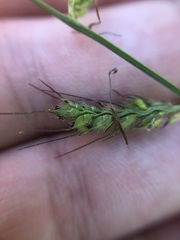 Echinochloa muricata