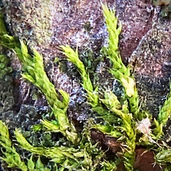 Cryphaea heteromalla