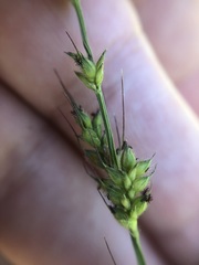 Echinochloa muricata