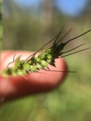 Echinochloa muricata