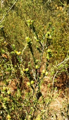 Pultenaea parviflora