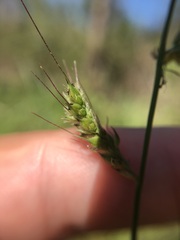 Echinochloa muricata
